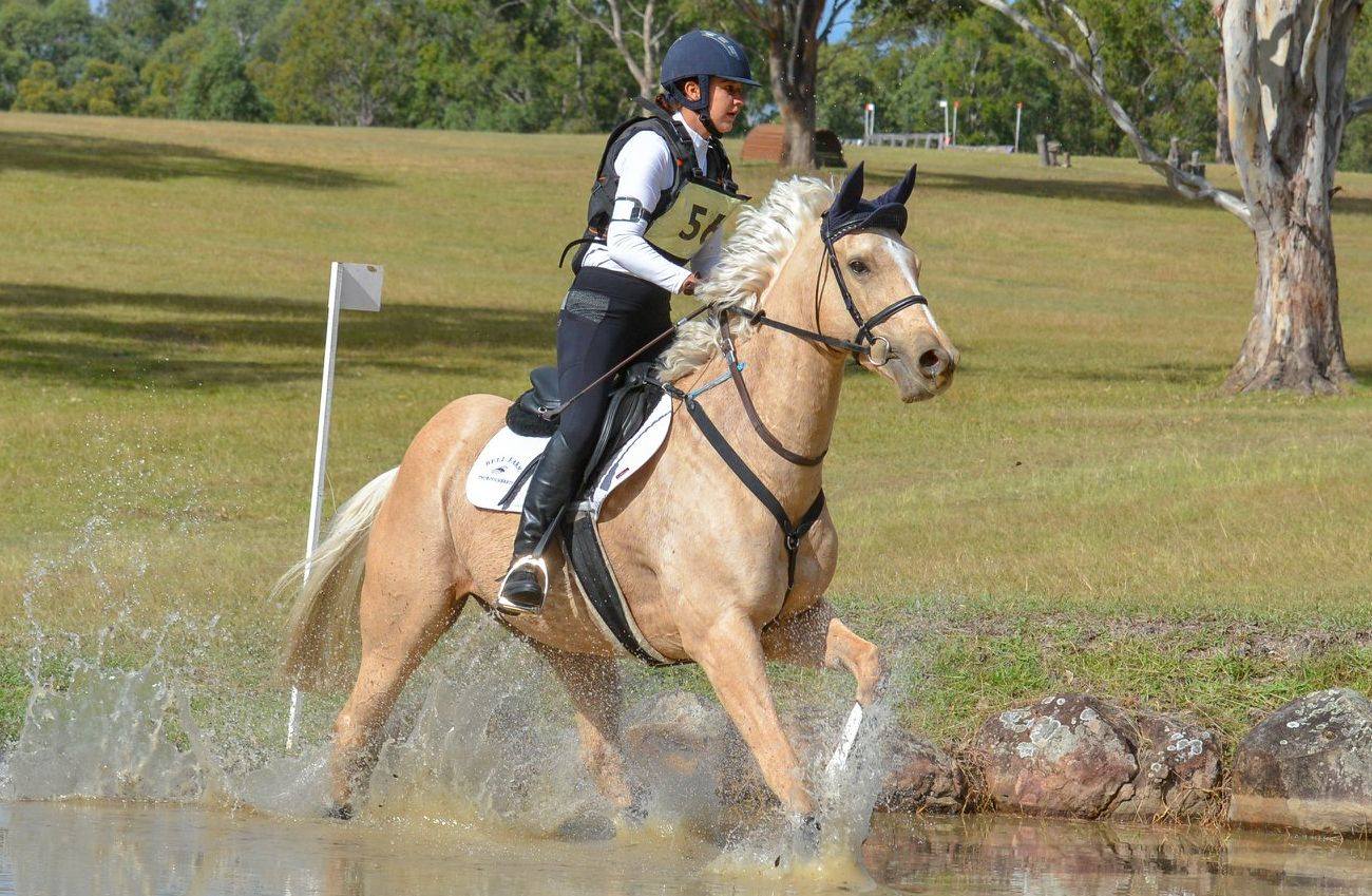 Palomino Thoroughbred Event Horse